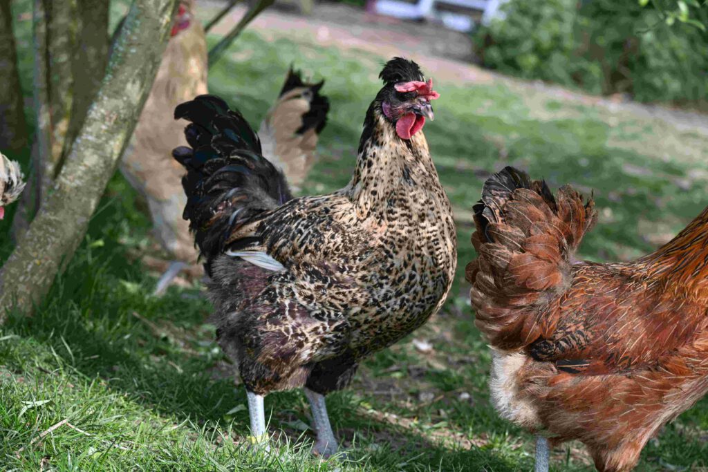 triesdorfer landhuhn biohof stocklohe