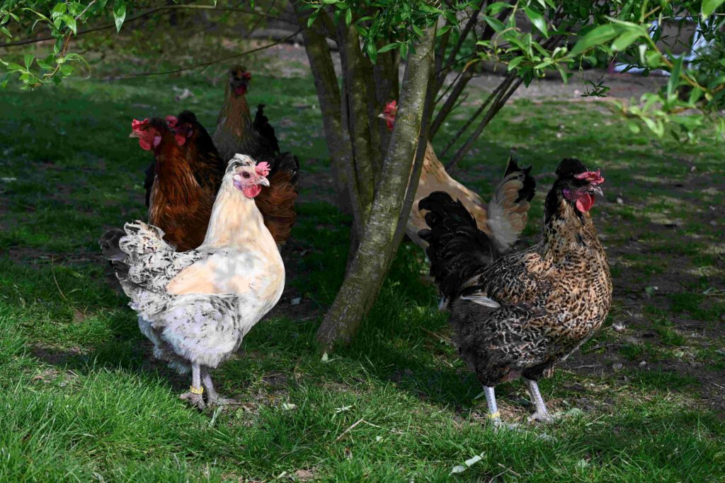 triesdorfer landhuhn biohof stocklohe 2