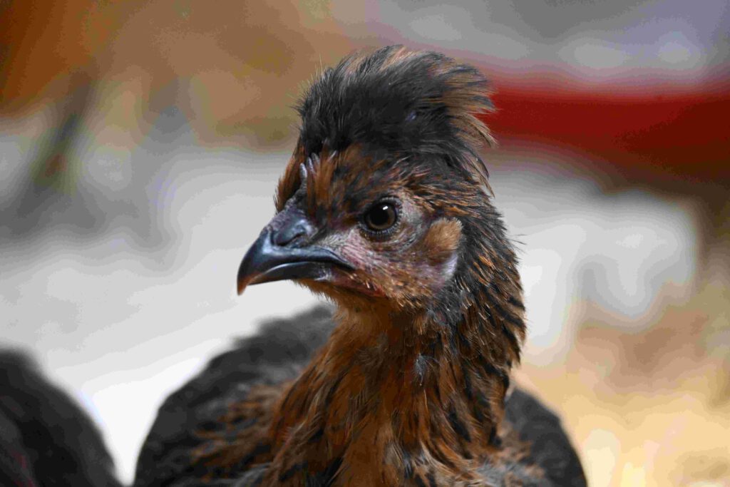 triesdorfer landhuhn junghenne