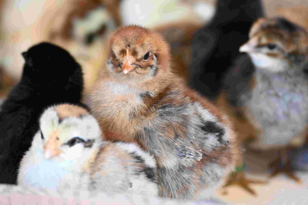 triesdorfer landhuhn küken