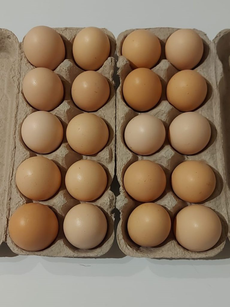 whatsapp-image-2023-01-09-at-203738-2